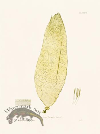 Bradbury Seaweed 148